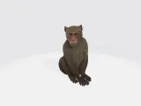 Monkey-0