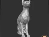 Sphynx cat-6