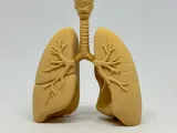 Lung Medical Education Model-1
