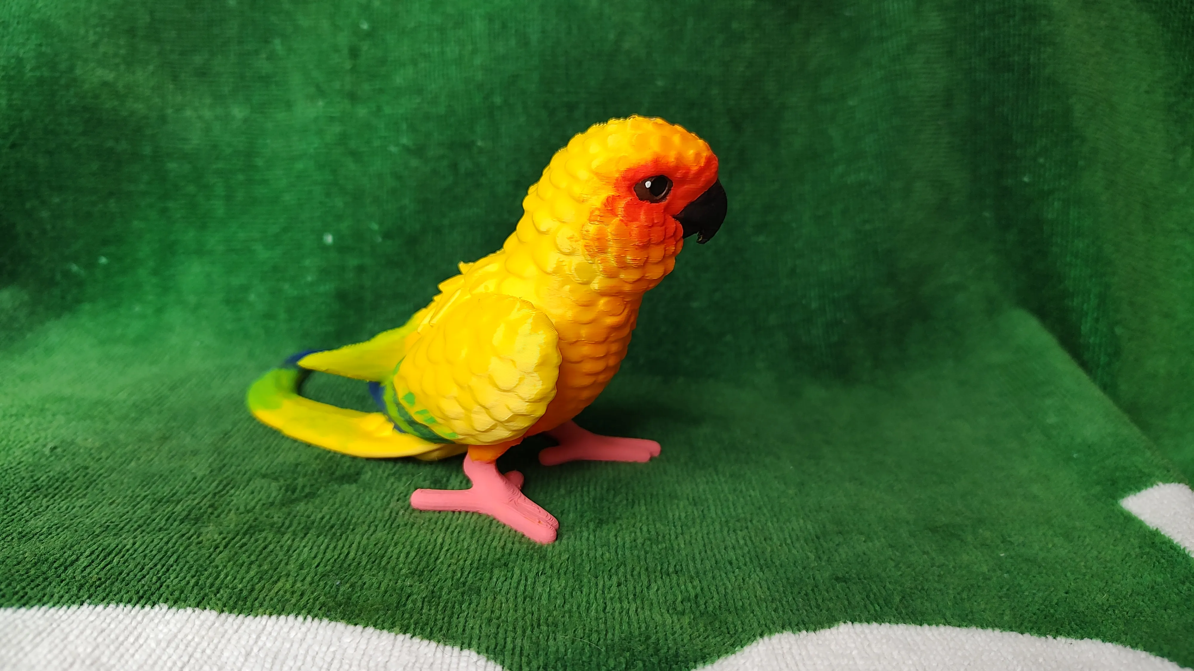 Conure