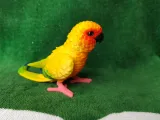 Conure-4