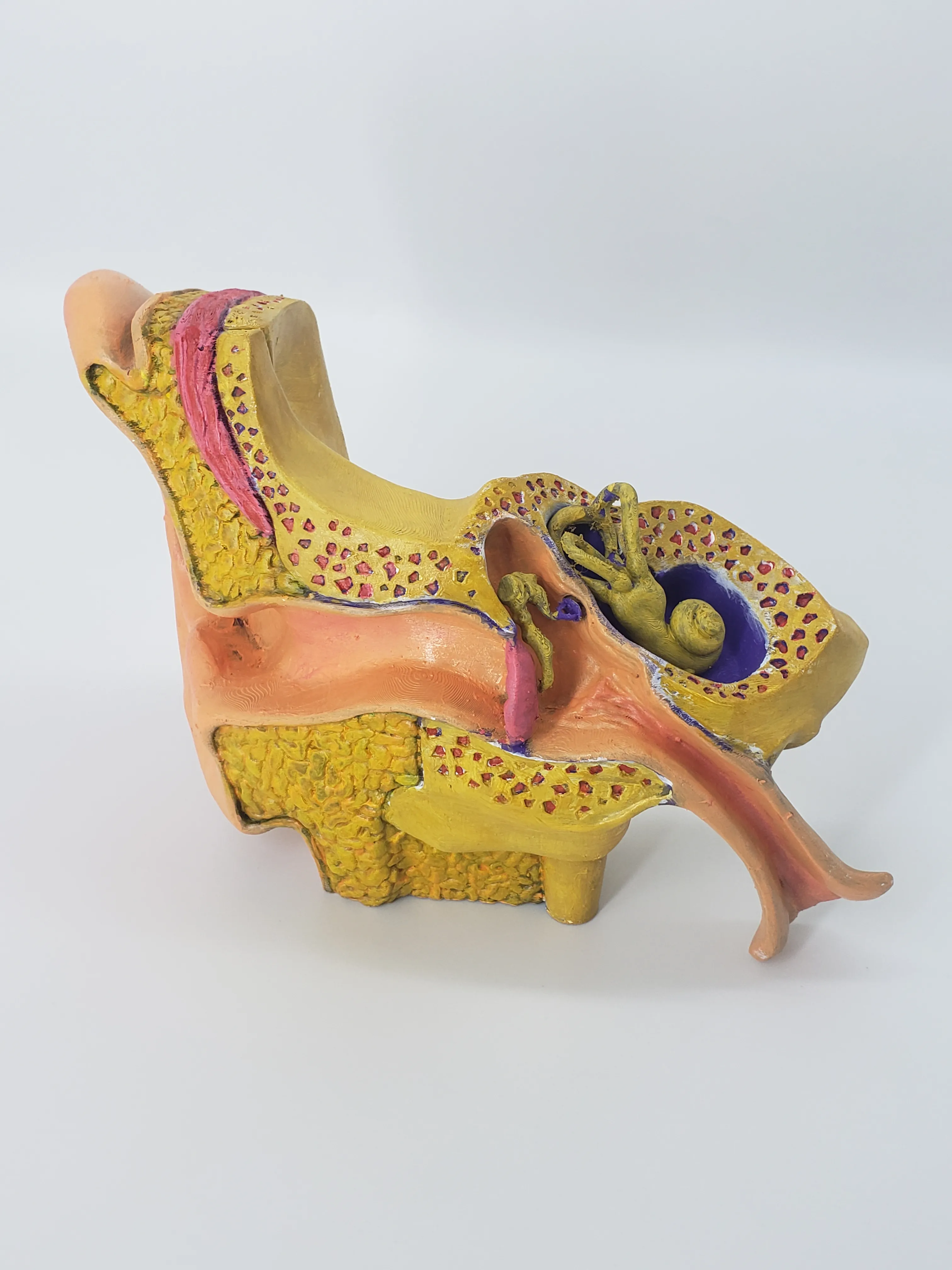 Anatomy of the Ear A Cross-Sectional 3D Print for Education
