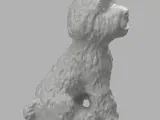 Bichon dog-4