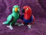 Eclectus-1