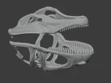Acanthodes Skull-5