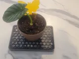 Pebble Tray-2