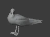 Gull-3