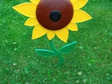 Sunflower-1