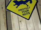 sign-mad-squirrel-1