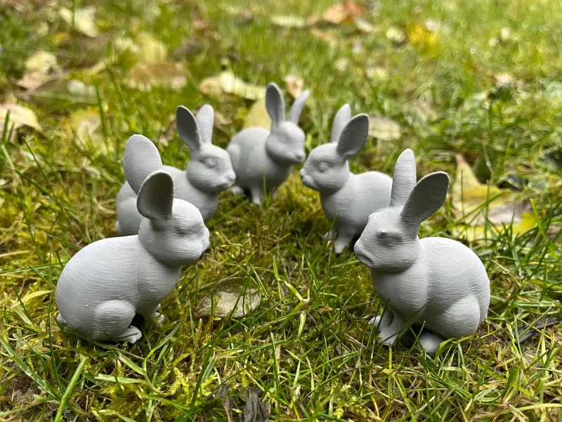 Coelhos domésticos giros