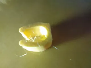 Fishing Rod Clip v2