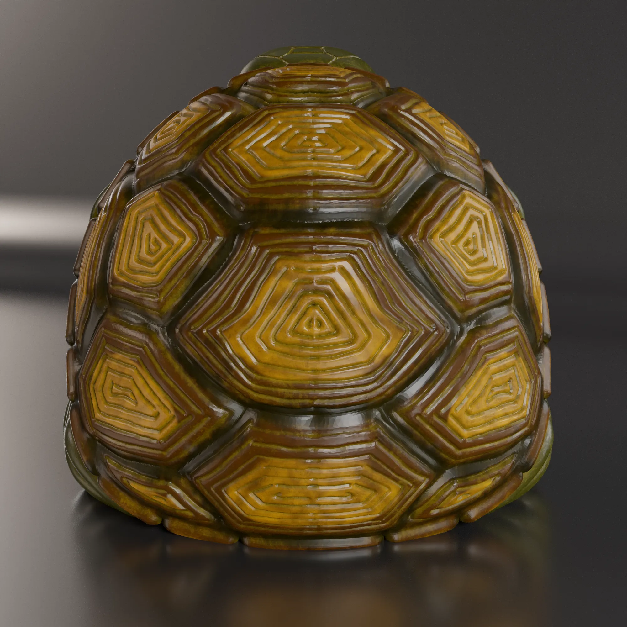 ÜBERGEWICHTIGE SCHILDKRÖTE
