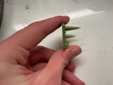 Fine Features Test-2