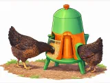 Chicken+Feeder-2