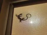 Friendly Italian Lizard-2
