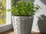 FLOWER POT-1
