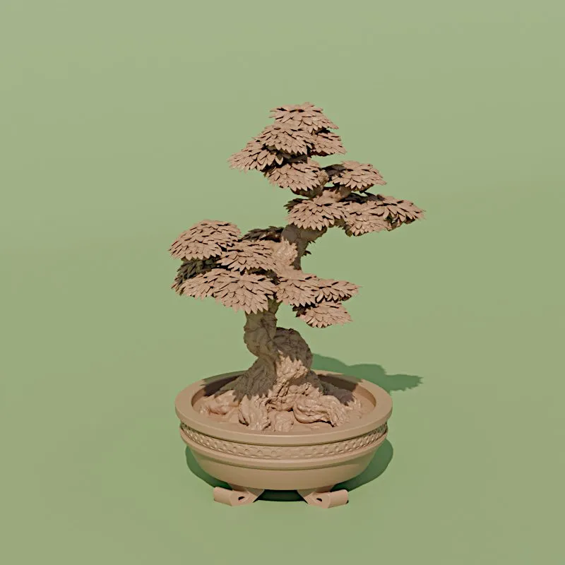 شجرة بونساي 4