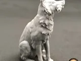 Border collie-1