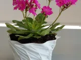 Pot Interior Decor T-2