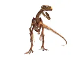 Atrociraptor Skeleton - 3D Printable Bone Model-7