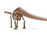 Brontosaurus Skeleton Dinosaur Fossil 3D Printable Bone-3