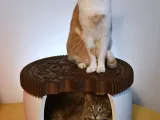 Oreo Cookie Cat Bed-2