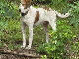 Pointer/American Foxhound-4