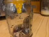 Fly Trap-1