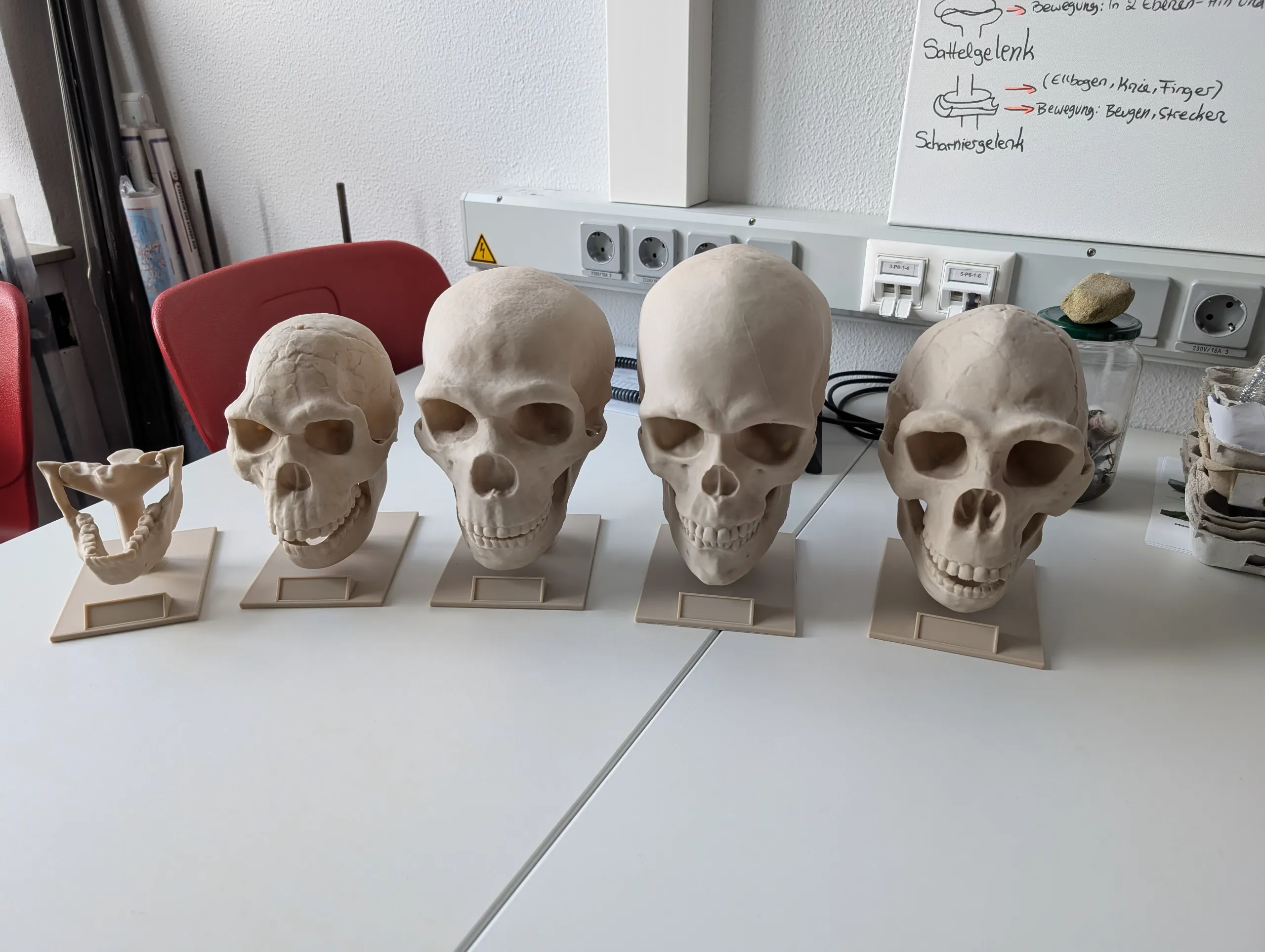 Homo neanderthalensis Skull - Educational Model & Stand 🦴💀-2