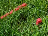 Simple garden/tent plug-1