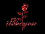 Rose I Love You Valentines Day-7