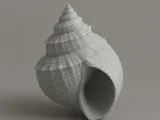 Seashell Collection-3