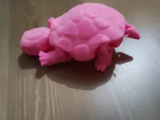 Box Turtle