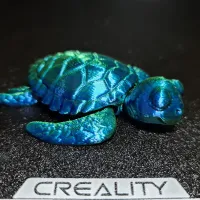 Baby Sea Turtle-0