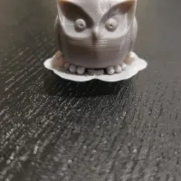 Owl Matthew-0