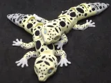 Articulated Leopard Gecko Toy-6