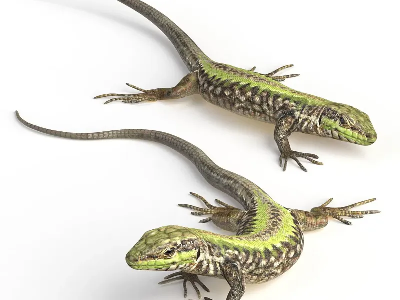 Common Wall Lizard - 5 poses