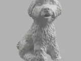 Bichon dog-3