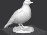 Perdiz Comun-2