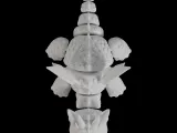 Grumpy Flexi Dragon-7