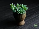 tundra · planter-3