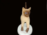 Gato caminando-1