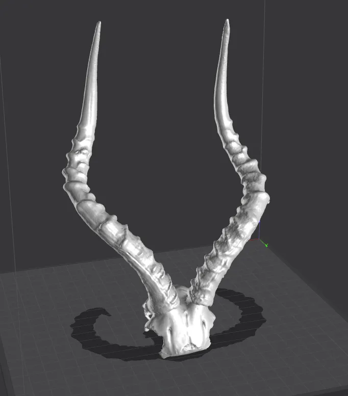 Impala Horns and Skull