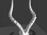 Impala Horns and Skull-0