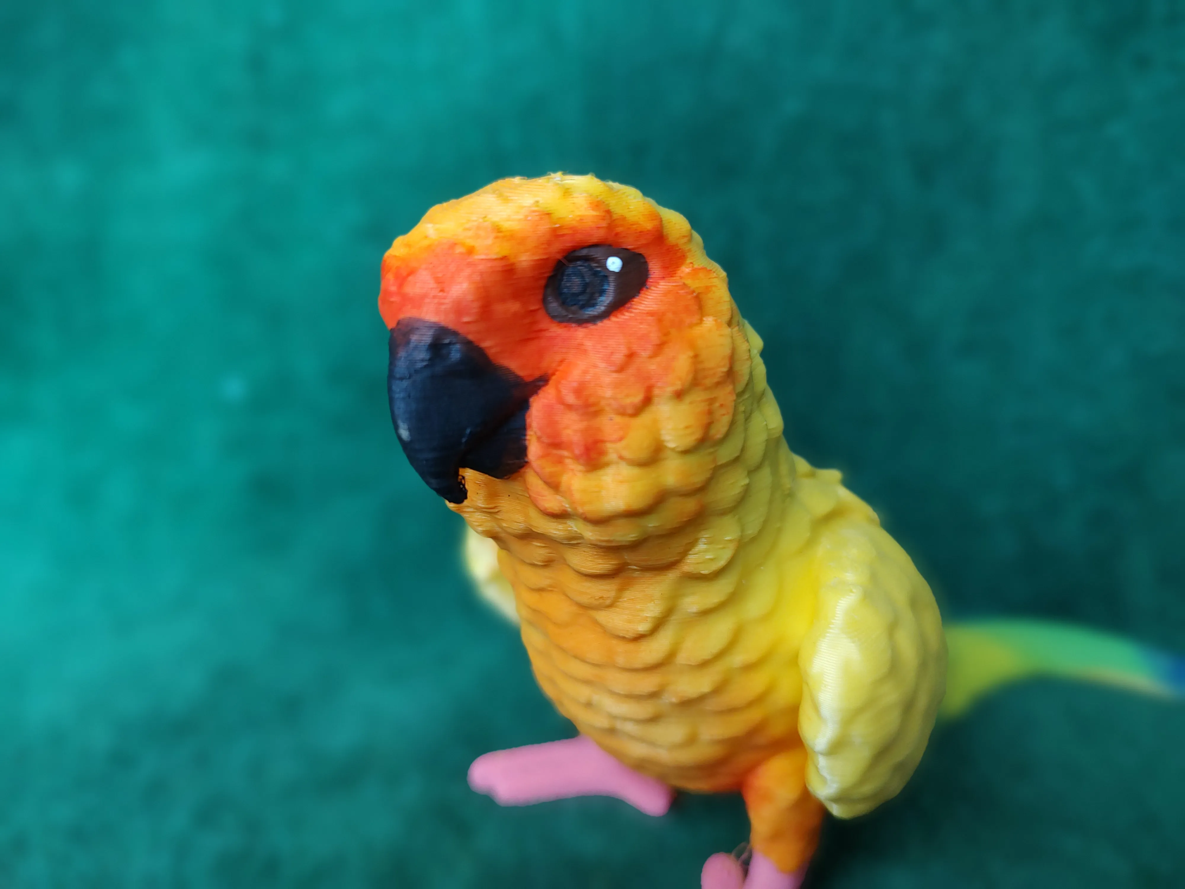 Conure