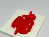 Medical Teaching and Research Model of Large Intestine and Stomach-1