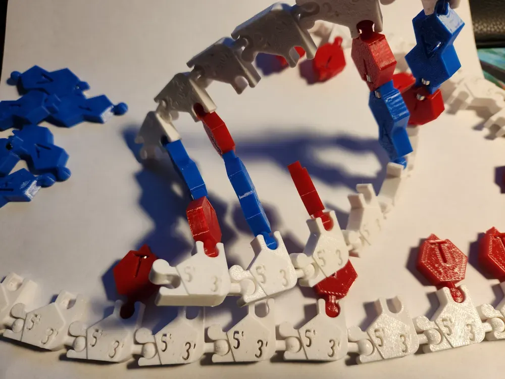 Spooky mutation possible DNA/RNA Magnetic model kit activity