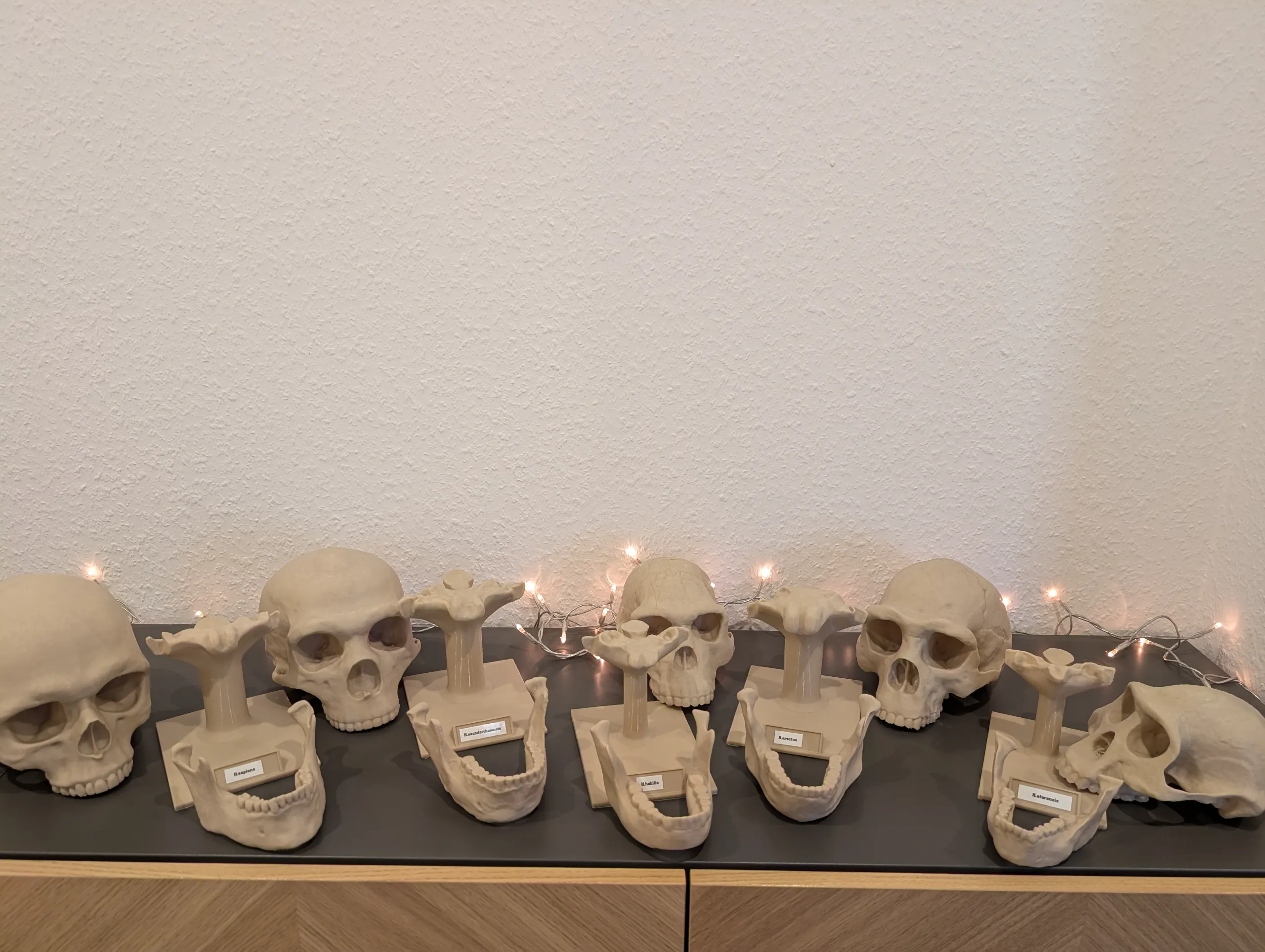 Homo habilis Skull - Educational Model & Stand 🦴💀-5