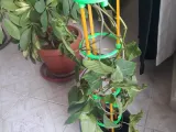 Climbing trellis plant support-2