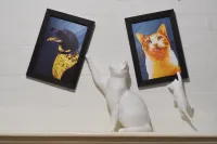 Cats Being Cats Picture Frame Collection